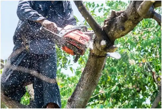 tree services Stringtown